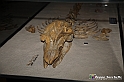 VBS_9544 - Museo Paleontologico - Asti